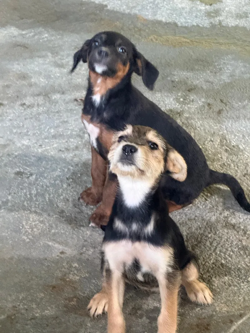 Smooches "kiss! Kiss! Kiss!" thumbnail 2