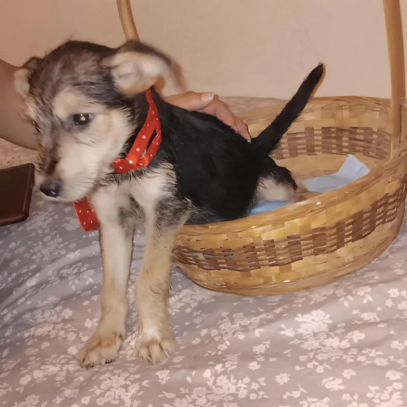 Smooches "kiss! Kiss! Kiss!" thumbnail 3