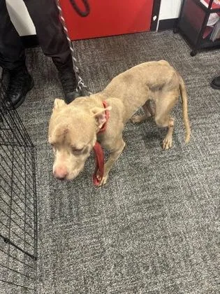 An adult medium-sized female Mixed Breed dog named Moony for adoption in West Chester, PA