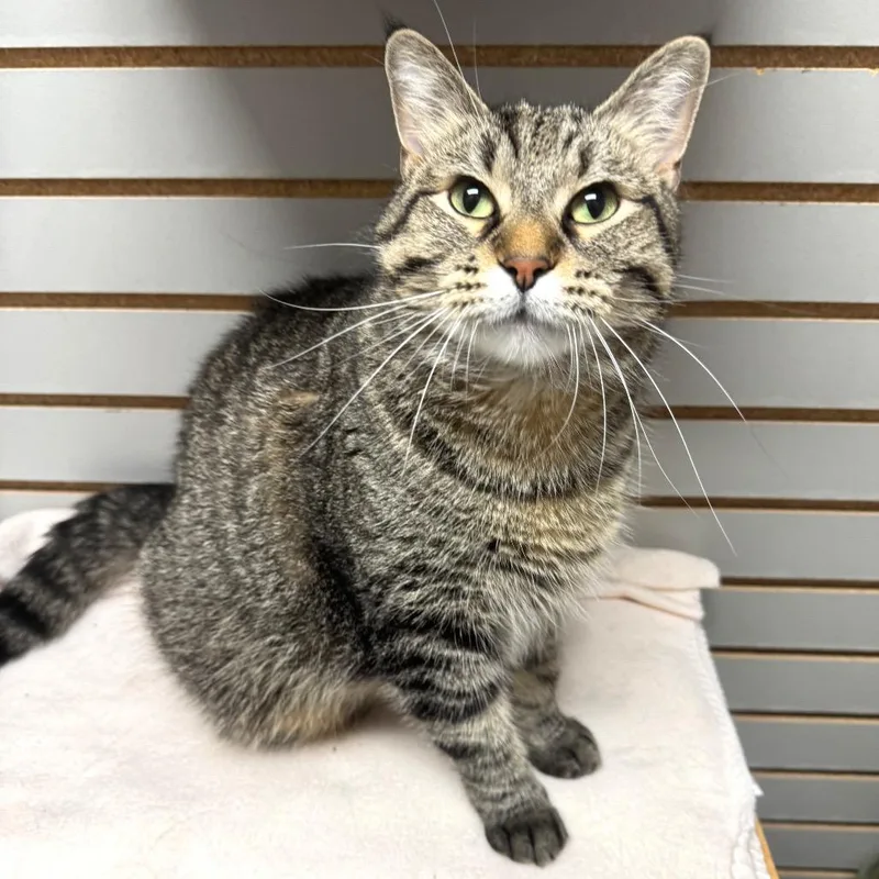 An adult extra large-sized female Domestic Short Hair cat named Sophie for adoption in Brookfield, WI
