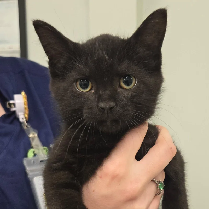 A baby small-sized female Domestic Short Hair cat named Black Eyed Susan for adoption in Knoxville, TN