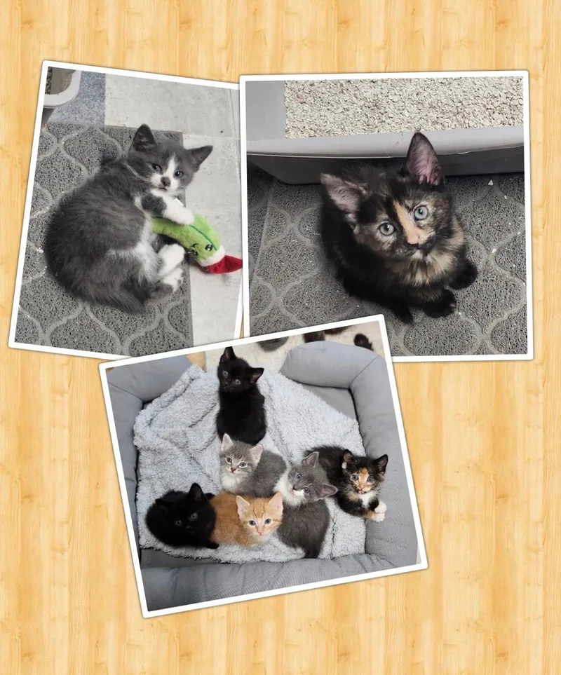 A baby small-sized female Domestic Short Hair cat named Haseman "b" Litter Of for adoption in Morrison, CO