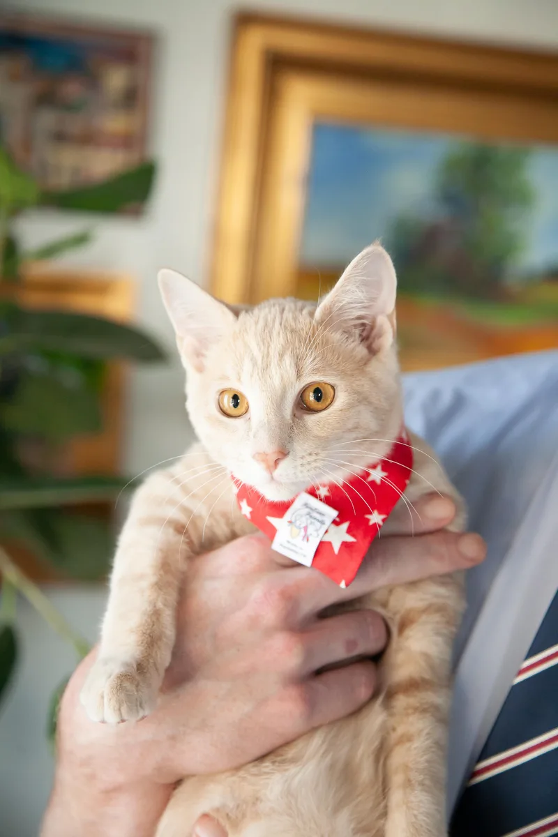 A young medium-sized male Domestic Short Hair cat named Denver for adoption in Franklin, TN