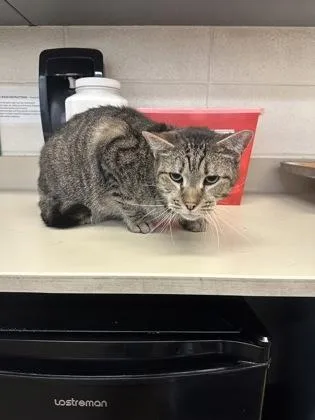 A senior large-sized male Buff / Tan / Fawn Domestic Short Hair cat named Stormy for adoption in Wichita, KS