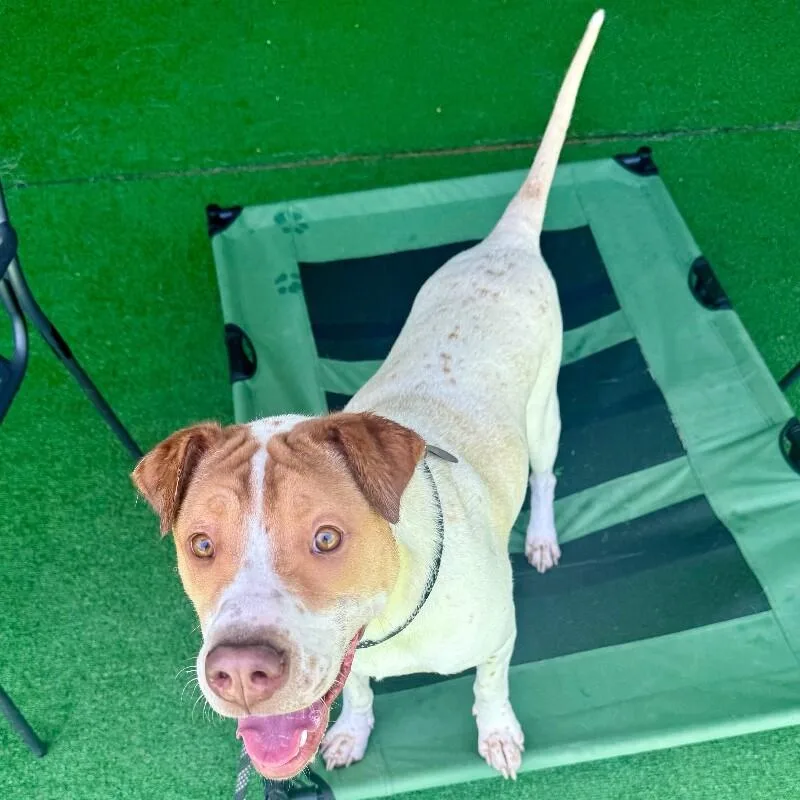 A young large-sized male Shar-Pei dog named Survivor for adoption in Roanoke, VA