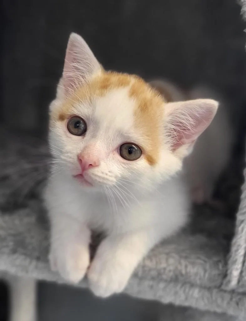 A baby small-sized male Domestic Short Hair cat named Daryl for adoption in Bloomington, IN