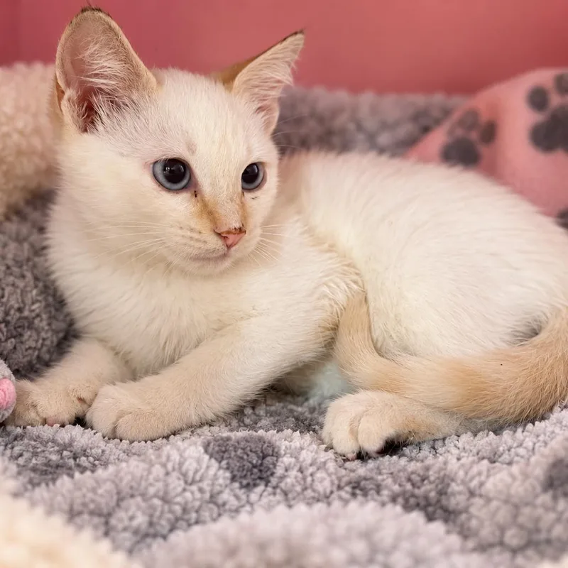 A baby small-sized male Siamese cat named Am for adoption in Howard beach, NY