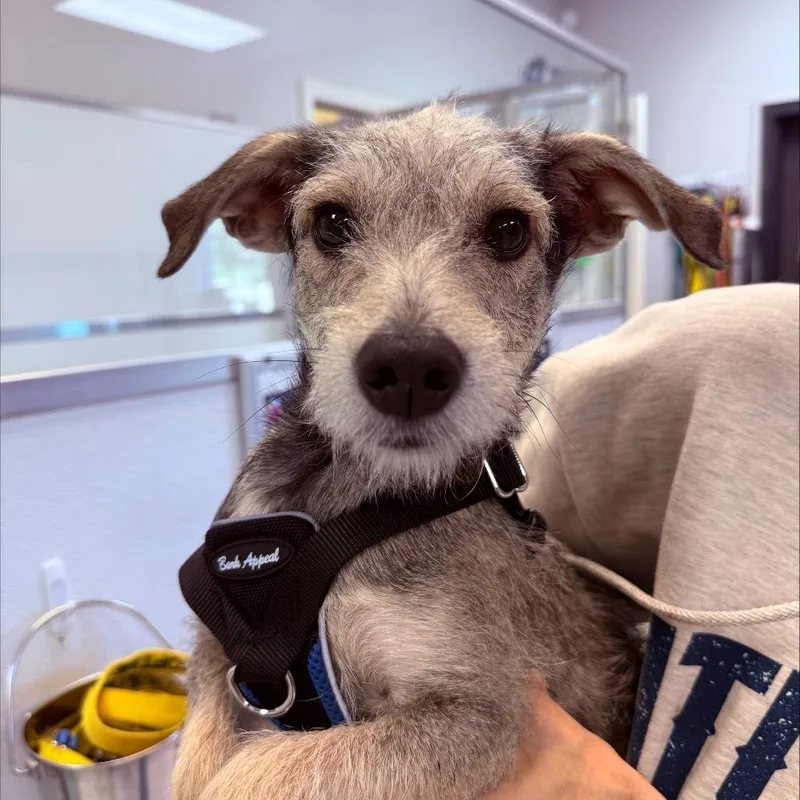 An adult small-sized male Gray / Blue / Silver Terrier dog named Bentley for adoption in Greensboro, GA