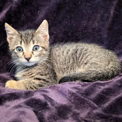 A baby medium-sized male Domestic Short Hair cat named Habanero for adoption in Savannah, GA