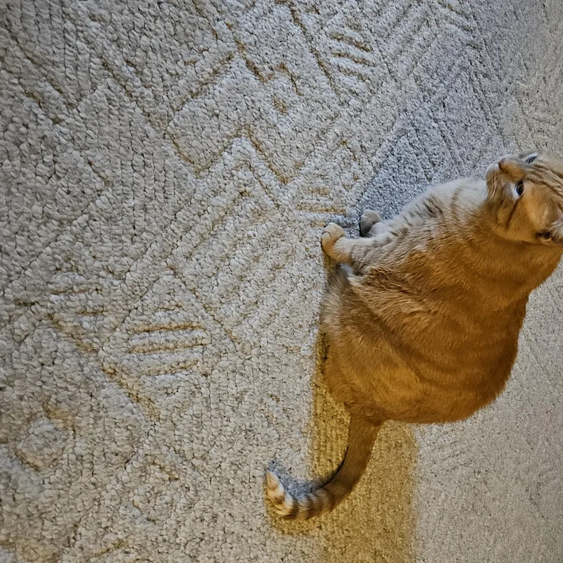 A senior extra large-sized male Domestic Short Hair cat named Benji for adoption in Blaine, MN