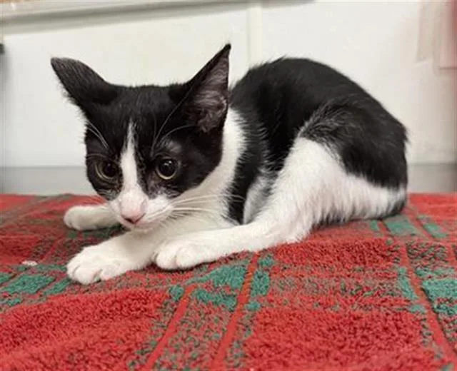 A baby medium-sized female Domestic Short Hair cat named Royalty for adoption in Camarillo, CA