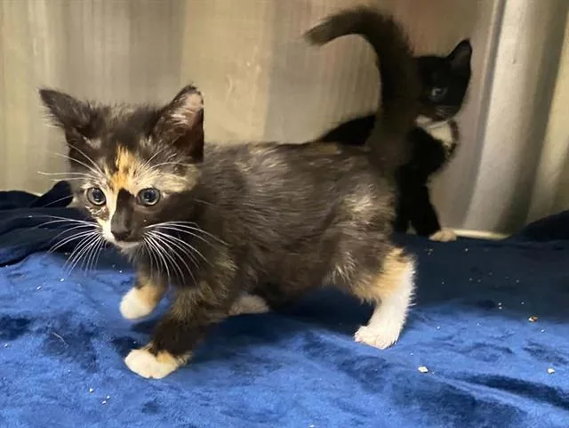A baby small-sized female Domestic Short Hair cat named Little Amy for adoption in Tustin, CA