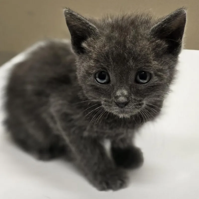 A baby small-sized male Gray / Blue / Silver Domestic Short Hair cat named Gulliver for adoption in Wickenburg, AZ