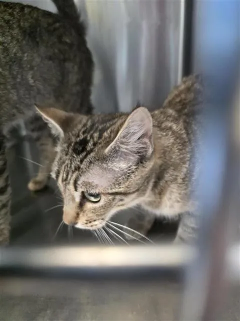 A young small-sized female Domestic Short Hair cat named Xarissa for adoption in San Antonio, TX