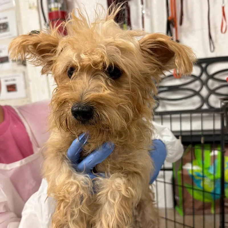 An adult small-sized male Brown / Chocolate Yorkshire Terrier dog named Woody Harrelson for adoption in Edinburg, TX