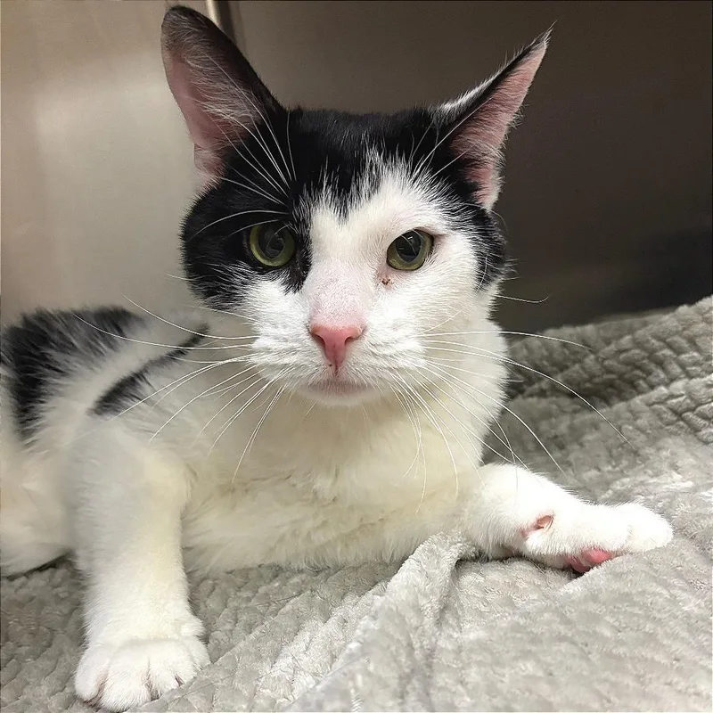 An adult medium-sized male Black Domestic Short Hair cat named Solo for adoption in East Hampton, NY