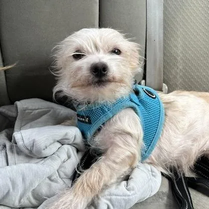 An adult small-sized female White / Cream Terrier dog named Betty for adoption in San Francisco, CA