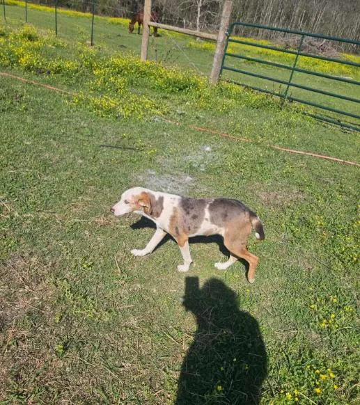 Chovi In La thumbnail 2