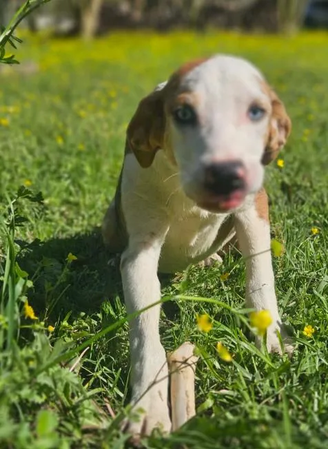 Chovi In La thumbnail 3