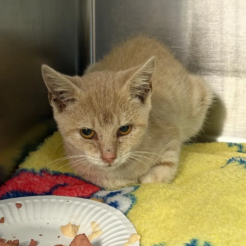 A baby small-sized female Buff / Tan / Fawn Domestic Short Hair cat named Corinne for adoption in Newark, NJ