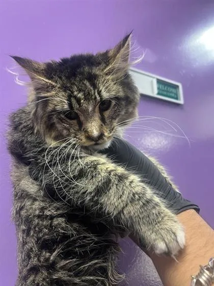 A young small-sized male Gray / Blue / Silver Domestic Short Hair cat named 60768210 for adoption in El Paso, TX