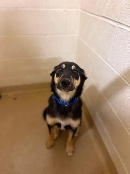 A baby medium-sized female Mixed Breed dog named Posh Spice for adoption in West Chester, PA