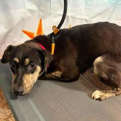 An adult medium-sized female Terrier dog named Cherry Garcia for adoption in Gastonia, NC