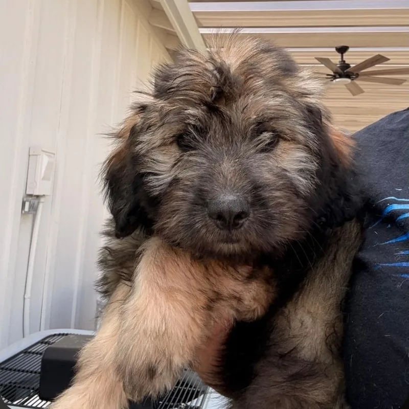 A baby medium-sized female Brown / Chocolate Maltese dog named Martha for adoption in Brentwood, CA