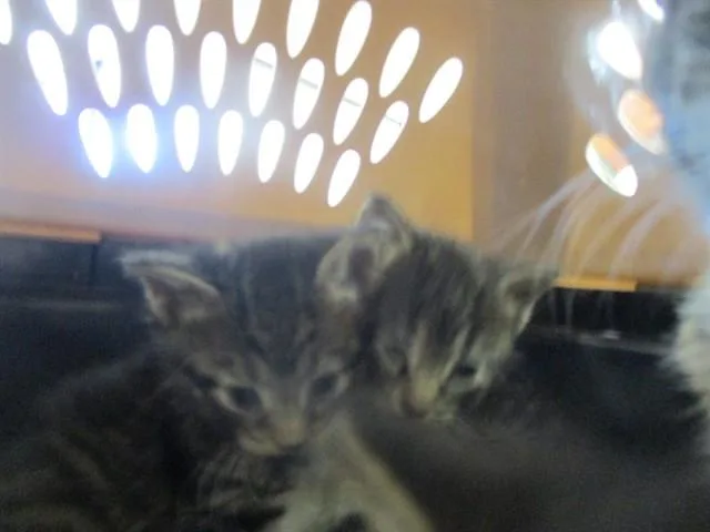 A baby small-sized male Domestic Short Hair cat named Dj for adoption in Ocala, FL