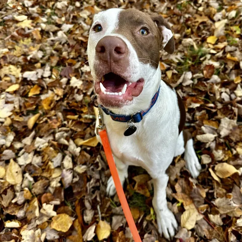 A young medium-sized male Mixed Breed dog named Chip for adoption in Barrington, NH