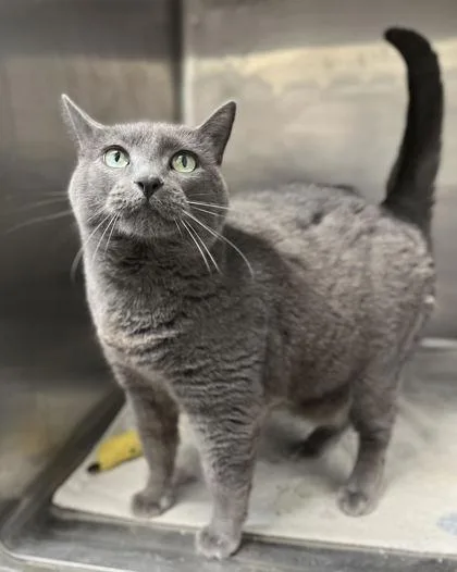 An adult medium-sized female Domestic Short Hair cat named Daisy for adoption in Humboldt, IA