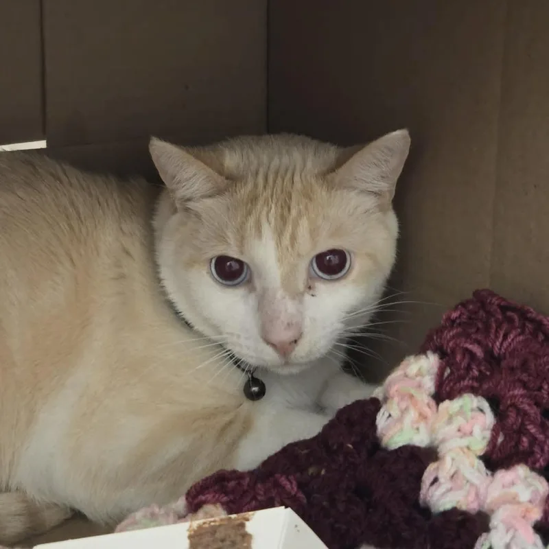 An adult large-sized male Flame Point Domestic Short Hair cat named Calcifer for adoption in Ballston Spa, NY