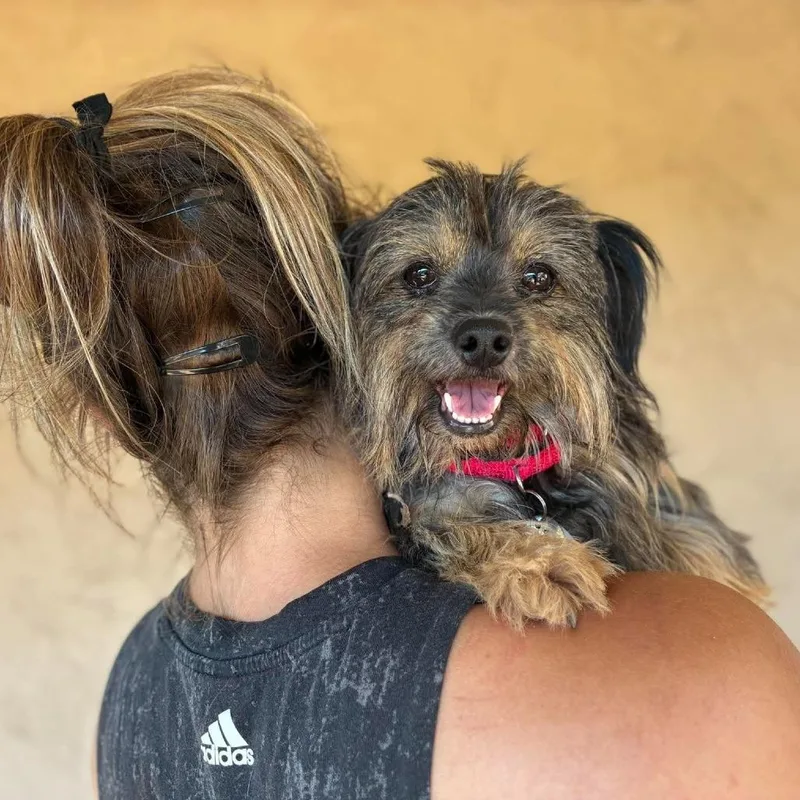 A senior small-sized female Brown / Chocolate Yorkshire Terrier dog named Ava for adoption in Ramona, CA