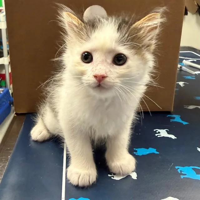 A baby small-sized male Domestic Short Hair cat named Mr Ed for adoption in Ontario, CA