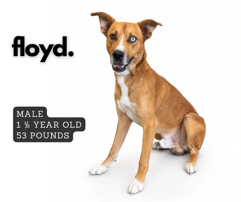 A young medium-sized male Mixed Breed dog named Floyd for adoption in Ashland, KY