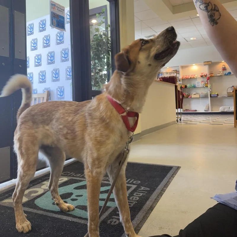 St Andrew thumbnail 6