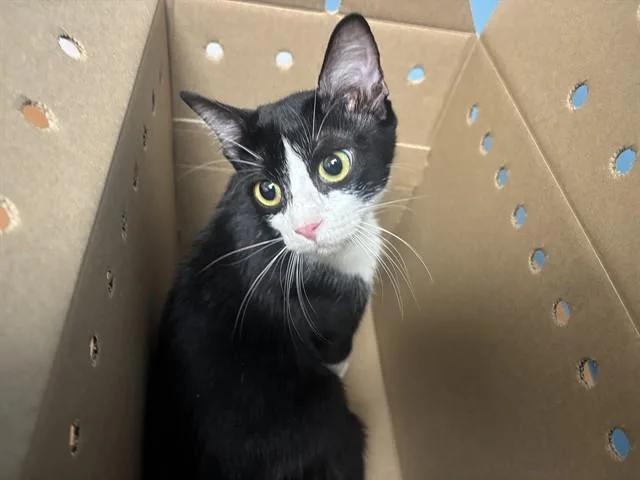 A young medium-sized female Domestic Short Hair cat named Pecos for adoption in Garland, TX