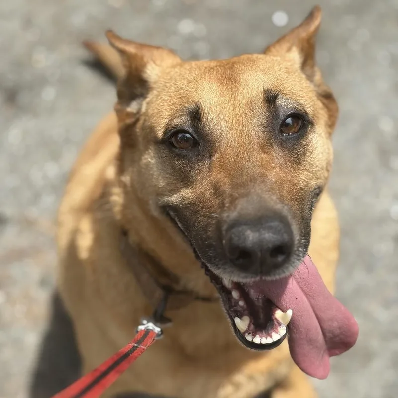 An adult medium-sized female Belgian Shepherd / Malinois dog named Sandy for adoption in Peachtree City, GA