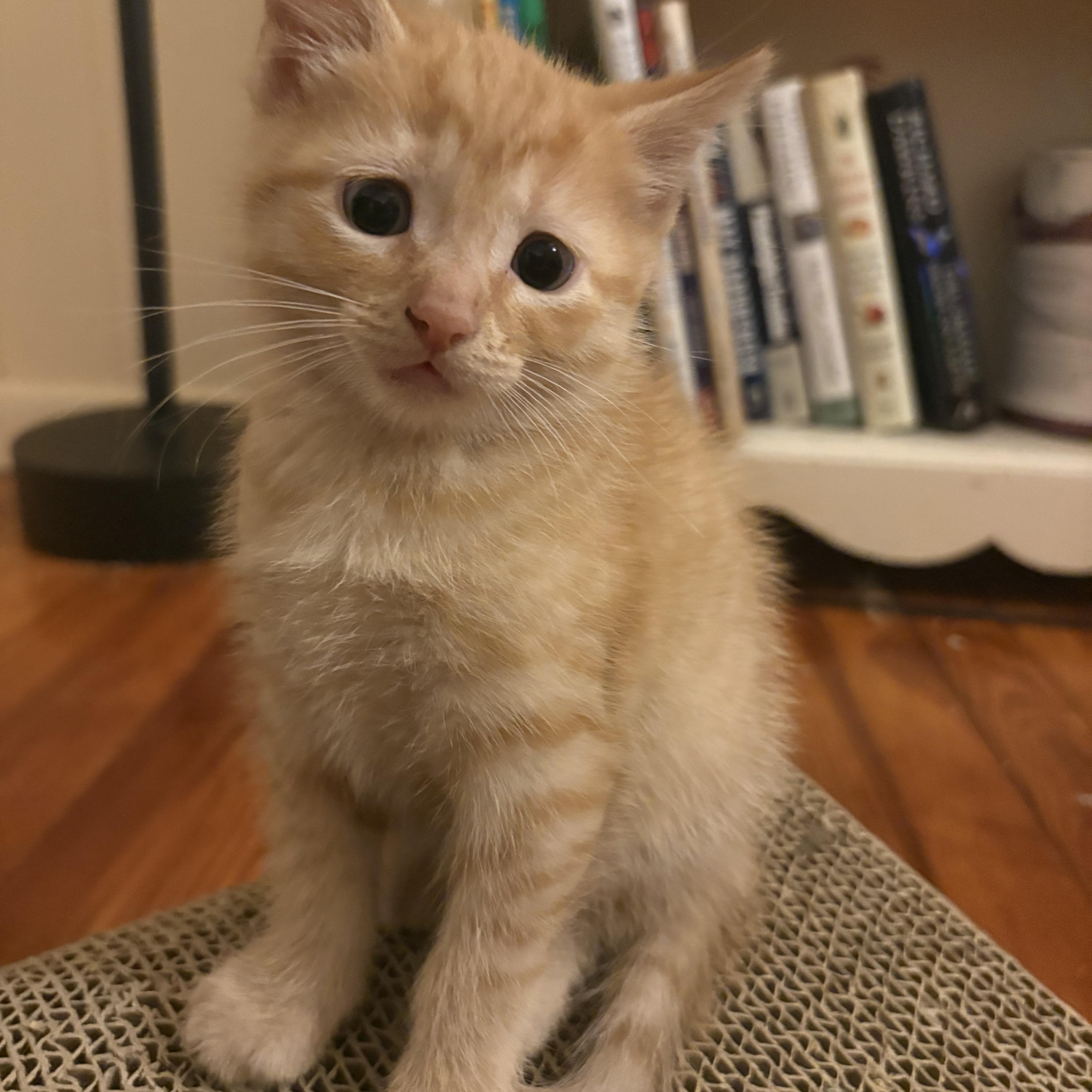 A young medium-sized male Tabby (Orange / Red) Domestic Short Hair cat named Pierre for adoption in Baltimore, MD