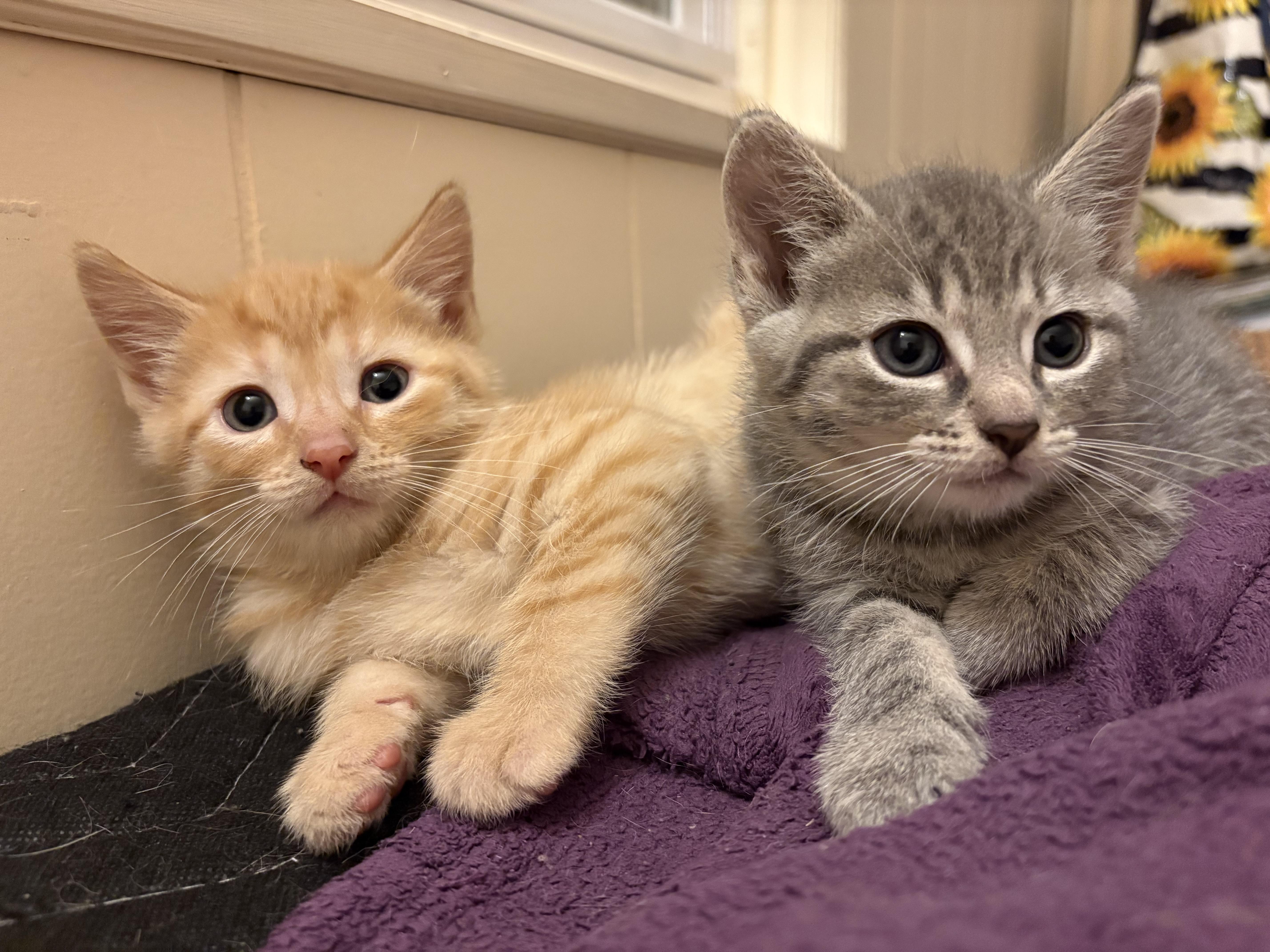 Pierre thumbnail 2