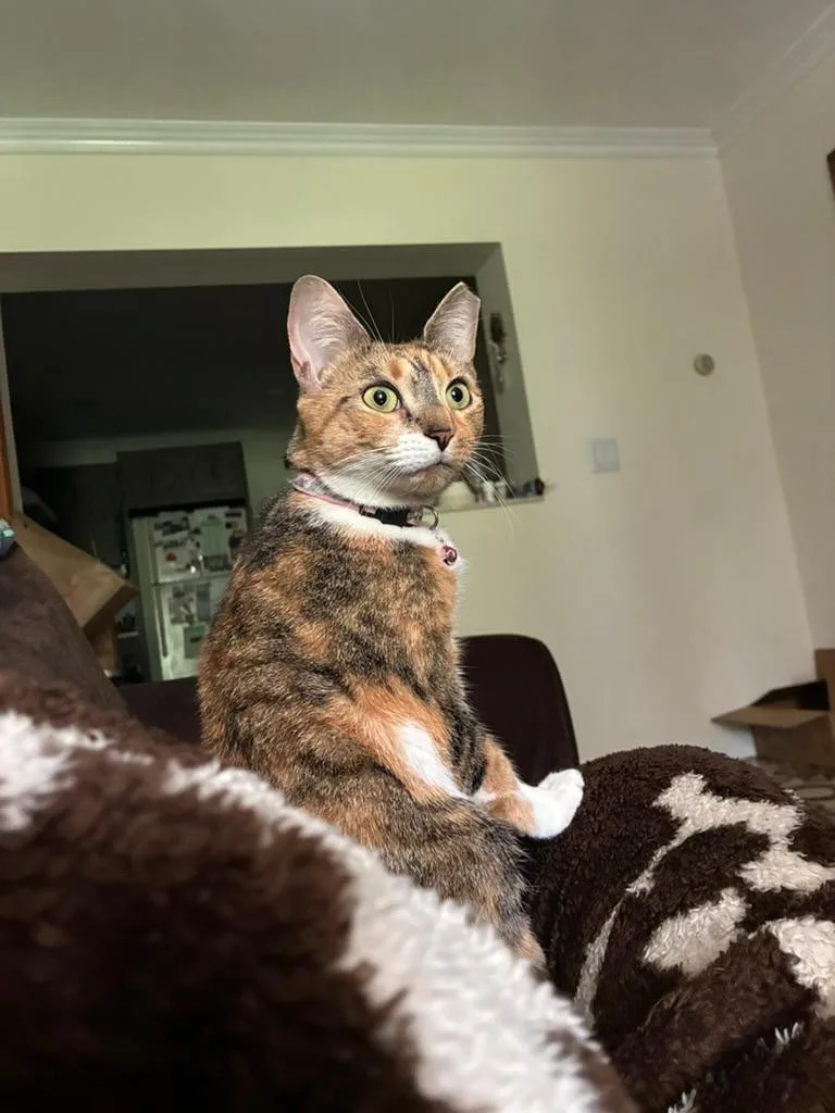 A young medium-sized female Dilute Calico cat named Brulee for adoption in North Bergen, NJ