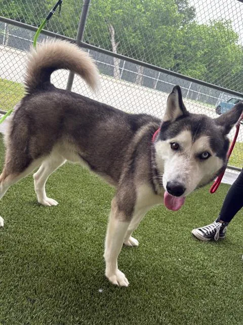 A young large-sized male Siberian Husky dog named Kodiak for adoption in Baytown, TX