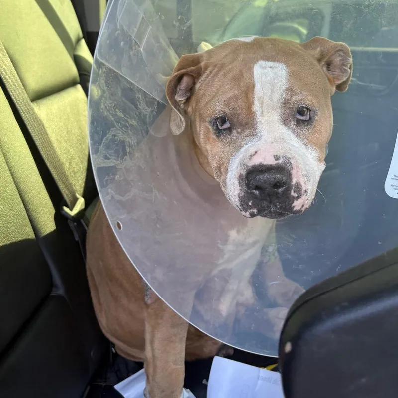 An adult medium-sized female Yellow / Tan / Blond / Fawn Pit Bull Terrier dog named Peggy for adoption in Anderson, TX