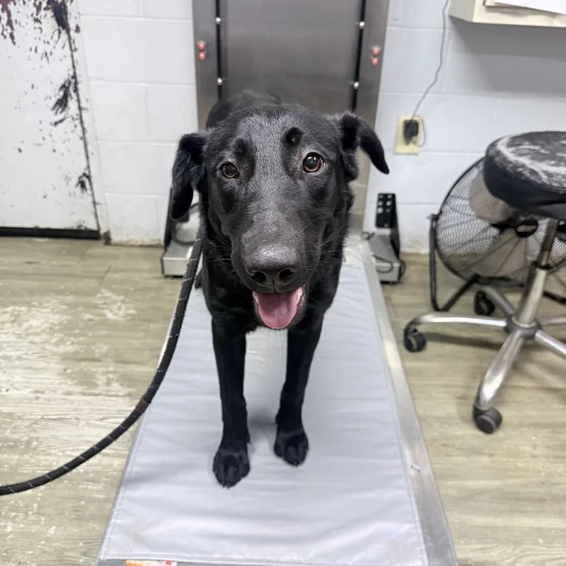A young medium-sized female Black Mixed Breed dog named Daisy for adoption in Summerville, SC