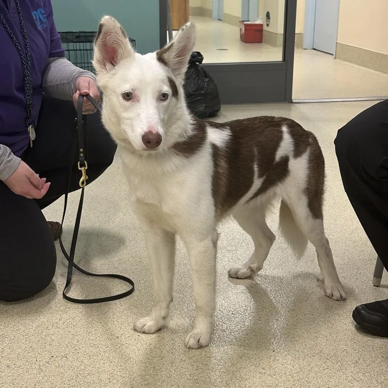 A young medium-sized female White / Cream Husky dog named Hazel for adoption in Briarcliff Manor, NY