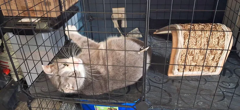 An adult small-sized female Gray & White Domestic Short Hair cat named Patience for adoption in Lewis Center, OH