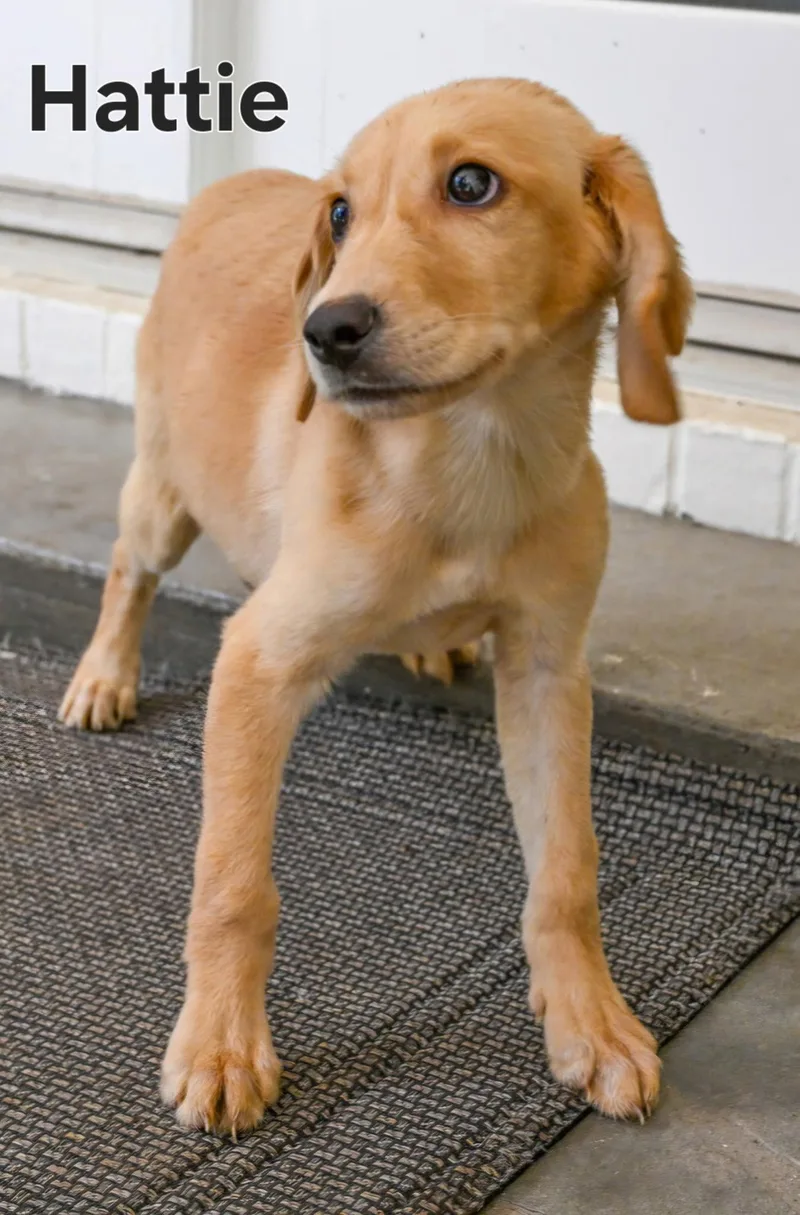 Puppy Hattie thumbnail 3