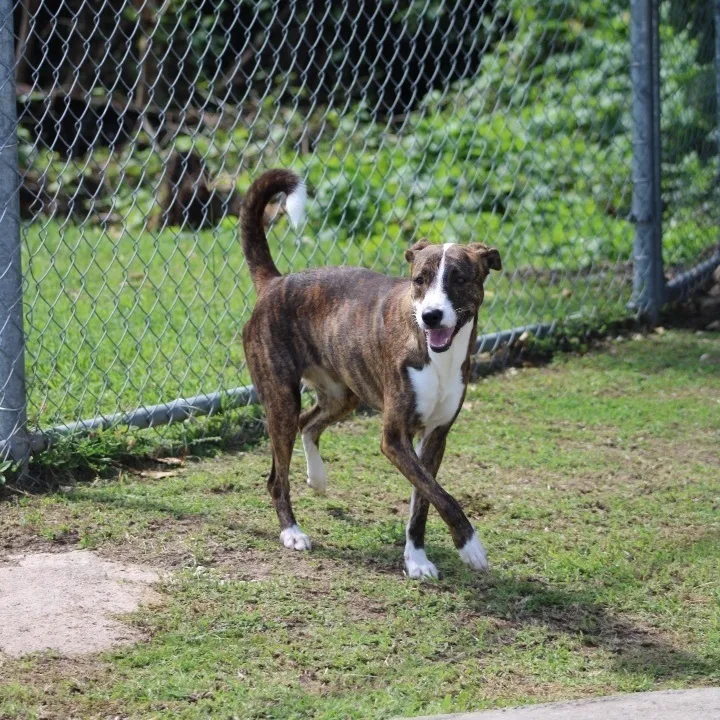 An adult medium-sized female Greyhound dog named Mary for adoption in Humacao, PR
