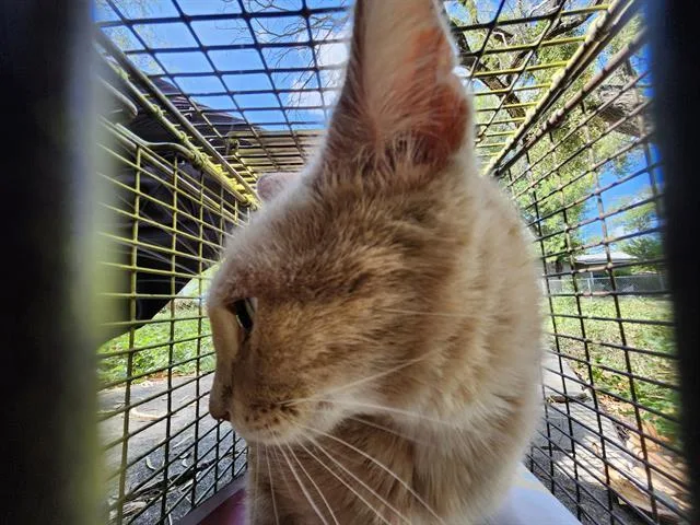 A young small-sized female Domestic Short Hair cat named Sam Wise for adoption in San Antonio, TX