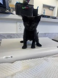 A baby small-sized female Domestic Short Hair cat named Lysandra for adoption in Roseville, CA
